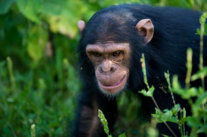 Interesting Facts about Chimpanzees Chimpanzee in Nyungwe Forest