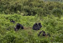 Gorilla Tourism – New Hope for Africa Gorillas Virunga Gorillas
