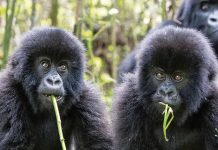 Meet Rwanda’s Gorillas & Chimpanzee on a Conservation Safari Rwanda Gorillas
