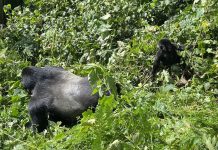Gorilla and Wildlife Safaris Uganda Gorilla Habituation in Bwindi