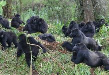 Commune with the gorillas of Rwanda Rwanda Gorilla Family