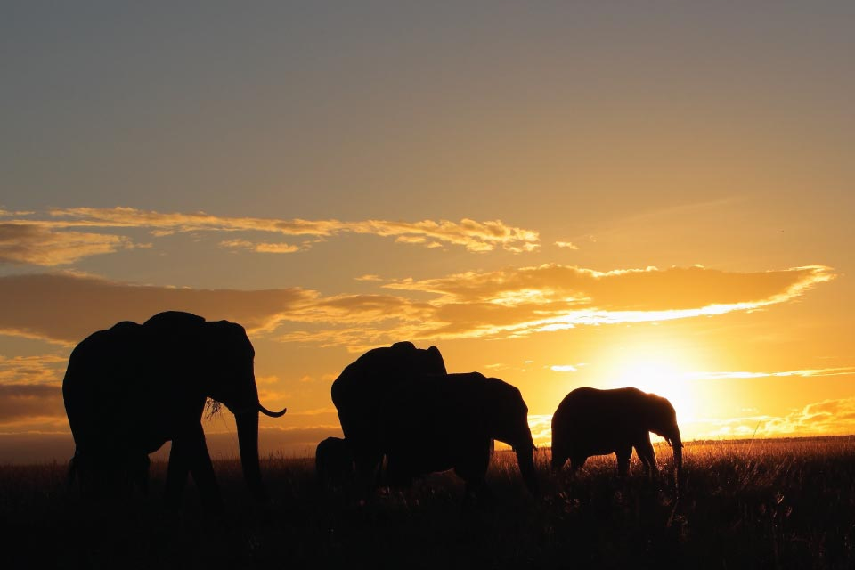 Experience Wildlife Safaris in East Africa East Africa Safari