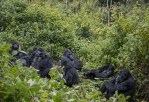 World’s Gorilla Population Under Threat Kahuzi Biega Gorillas