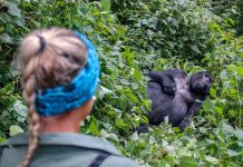 Lessons Learned from Gorilla Tourism Gorilla Tourism