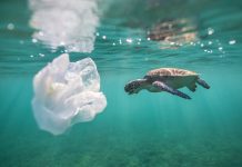 Let Us Talk About Water Bottles Travelers Against Plastics