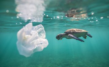 Let Us Talk About Water Bottles Travelers Against Plastics