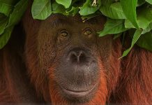 Eco-tourism in South East Asia South East Asia Tourism