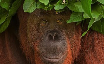 Eco-tourism in South East Asia South East Asia Tourism