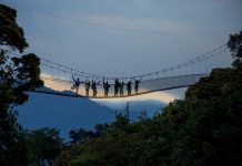 Best 5 Ecotourism Activities to do in Rwanda Nyungwe Canopy Walk