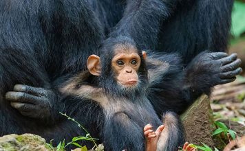 Earth Day and the ‘New Big 5’: 11 Moving Photos of Vanishing Wildlife Wild Chimpanzee