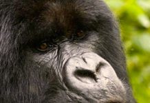 Why We Must Save Mountain Gorillas: A Call to Action for Conservation Mountain Gorilla Travel