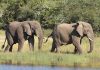 Top Tips to Respect Wildlife on Self Drive in East Africa Akagera Elephants