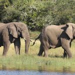 Top Tips to Respect Wildlife on Self Drive in East Africa Akagera Elephants