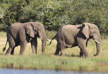Top Tips to Respect Wildlife on Self Drive in East Africa Akagera Elephants