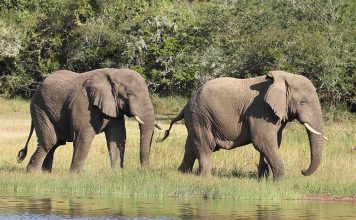 Top Tips to Respect Wildlife on Self Drive in East Africa Akagera Elephants
